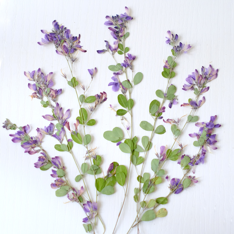 6pcs,nature Lespedeza Formosa  - Resin Art And Jewelry 评论和价格
