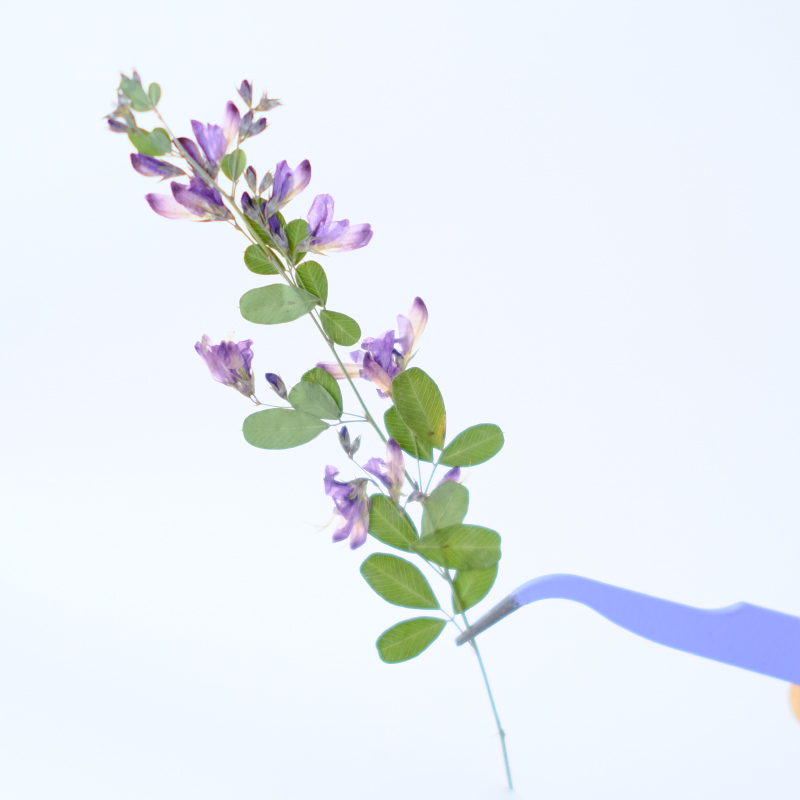 6pcs,nature Lespedeza Formosa  - Resin Art And Jewelry 评论和价格