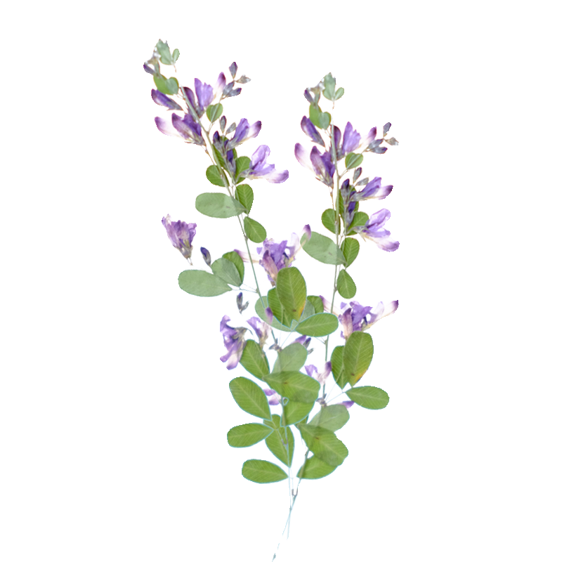 6pcs,nature Lespedeza Formosa  - Resin Art And Jewelry 评论和价格